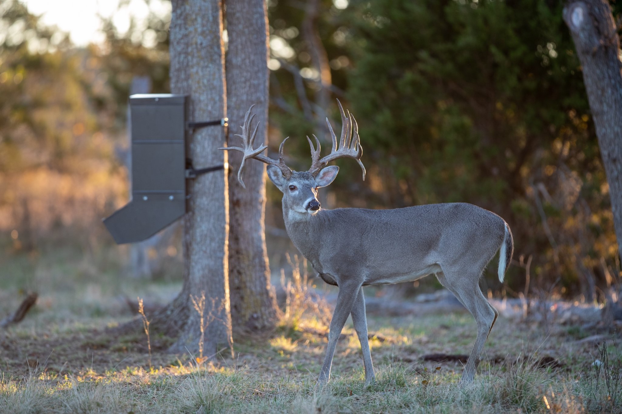 Purina AntlerMax Deer 20 with Climate Guard and Bio LG - 50 lb