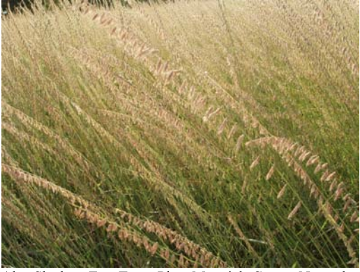 Native Grass Seed - Odiorne Feed & Ranch Supply